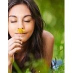 11ml Temple Balm Roll On - LoveHerbsOnTheHill.com