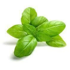 Basil Essential Oil 10ml - LoveHerbsOnTheHill.com