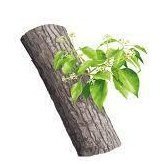 Howood Essential Oil 10ml - LoveHerbsOnTheHill.com