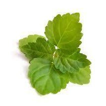 Patchouli Essential Oil 10ml - LoveHerbsOnTheHill.com