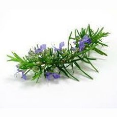 Rosemary Essential Oil 10ml - LoveHerbsOnTheHill.com