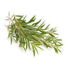 Tea tree Essential Oil 10ml - LoveHerbsOnTheHill.com