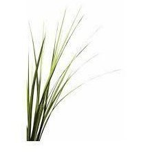 Vetivert Essential Oil 10ml - LoveHerbsOnTheHill.com