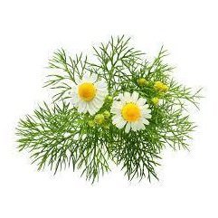 Chamomile Essential Oil 10ml - LoveHerbsOnTheHill.com