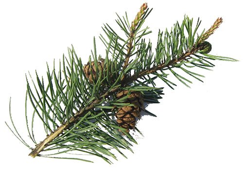 Pine Essential Oil 10ml - LoveHerbsOnTheHill.com