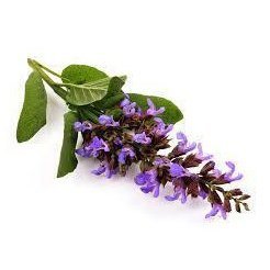 Clary sage Essential Oil 10ml - LoveHerbsOnTheHill.com