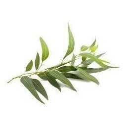 Eucalyptus Essential Oil 10ml - LoveHerbsOnTheHill.com