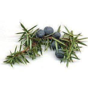 Juniper Berry Essential Oil 10ml - LoveHerbsOnTheHill.com