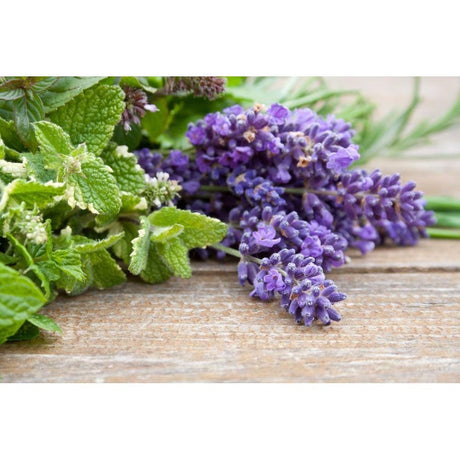 Lavender & Mint Foam Bath & Shower Gel - LoveHerbsOnTheHill.com